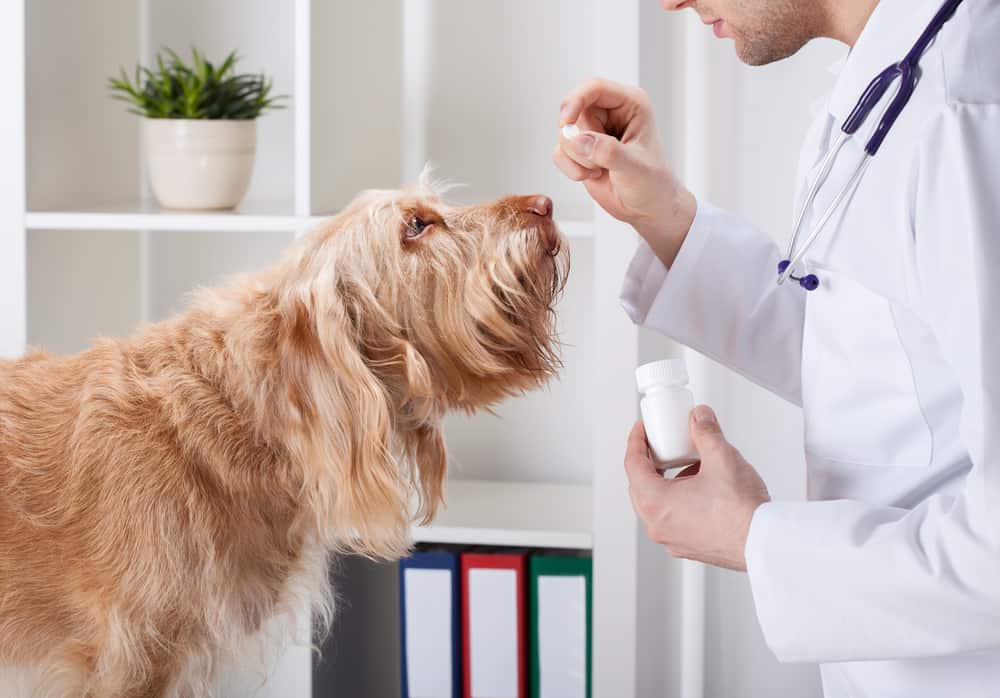 Venda de antibióticos para cachorros e gatos em Vila Velha - ES