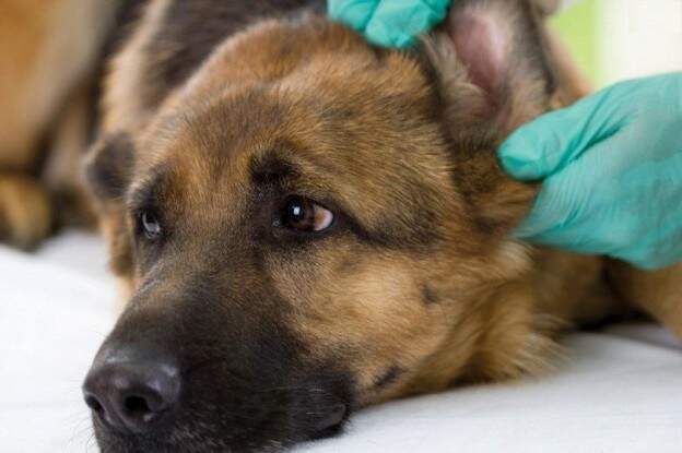 Venda de remédios otológicos para cães e gatos em Vila Velha - ES