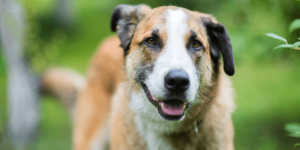 Cinomose | Conheça os Riscos Dessa Doença Para seu Cachorro