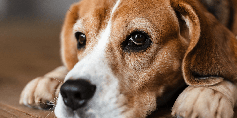 Animais Domésticos | Podem Sofrem com Ansiedade?