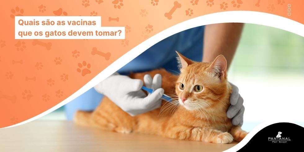 Quais São as Vacinas Que os Gatos Devem Tomar?