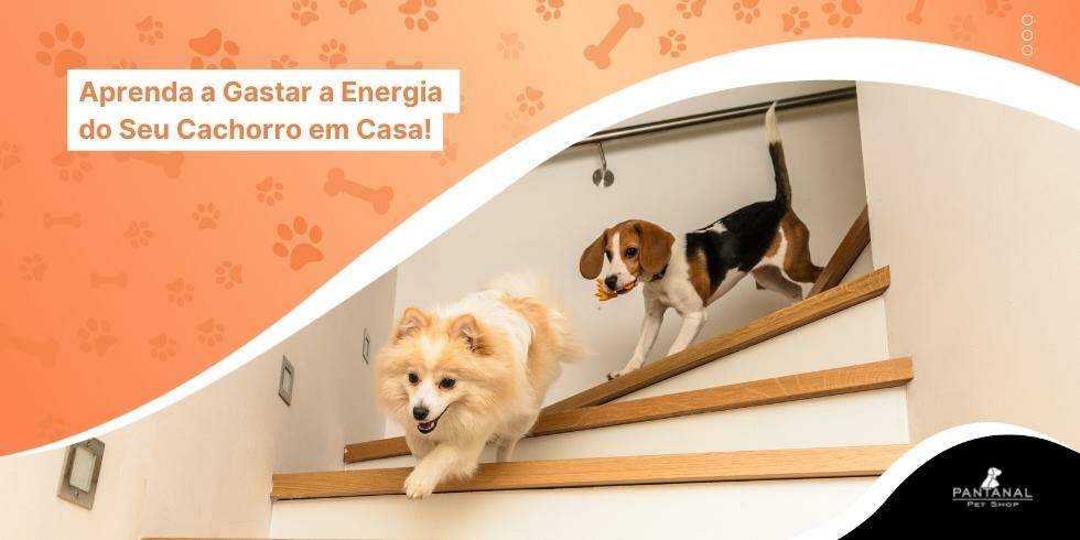 Aprenda a Gastar a Energia do Seu Cachorro em Casa!