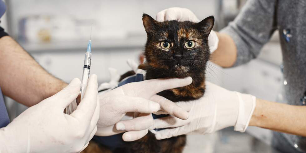 Vacinação para Animais de Estimação: Quais são Necessárias?