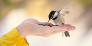 Leia mais sobre o artigo Ração Para Aves | Entenda a diferença entre farinhada e extrusada