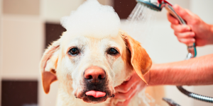 Leia mais sobre o artigo Entenda qual a Frequência Ideal para dar Banho nos Pets