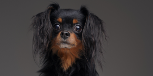 Leia mais sobre o artigo Conheça as Novas Raças de Cachorros Oficialmente Reconhecidas