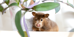 Cuidados com Hamsters | Aprenda Quais São os Principais