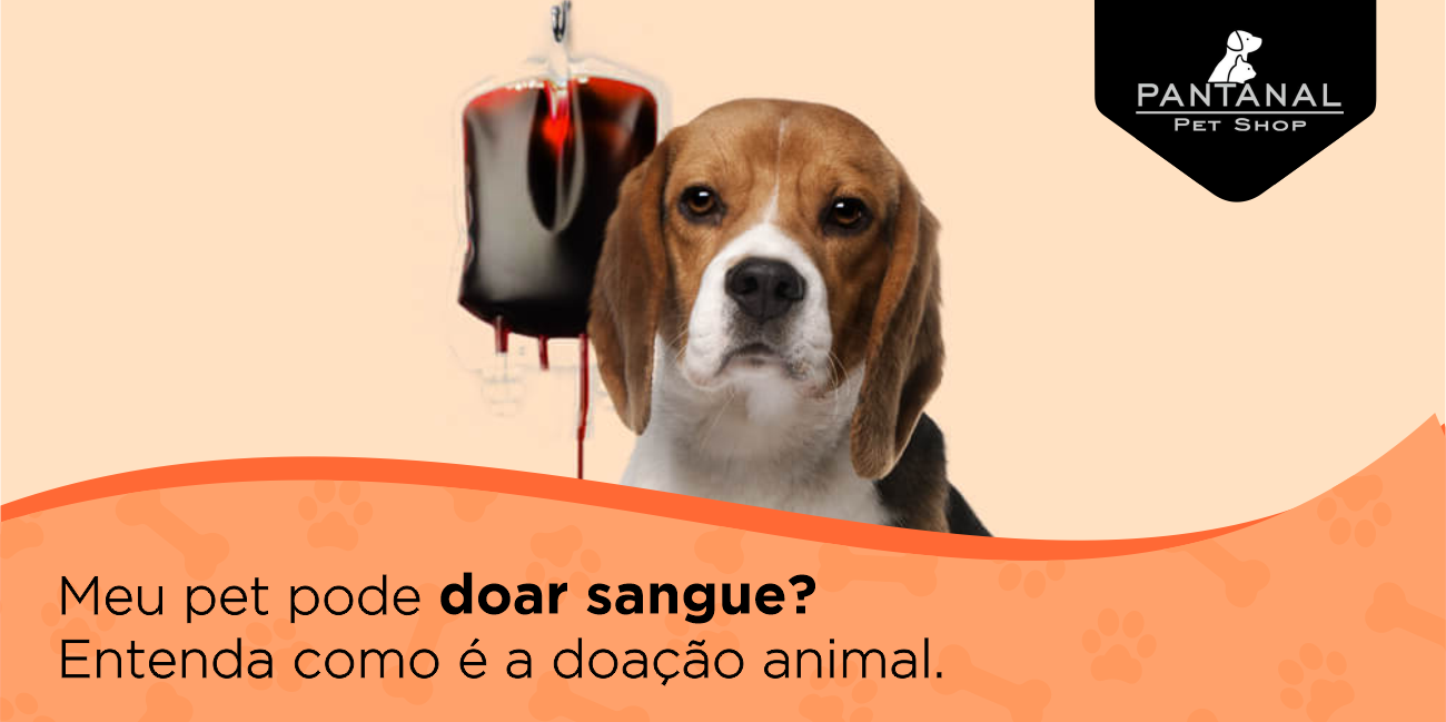 Leia mais sobre o artigo Meu Pet Pode Doar Sangue? Entenda Como é a Doação Animal