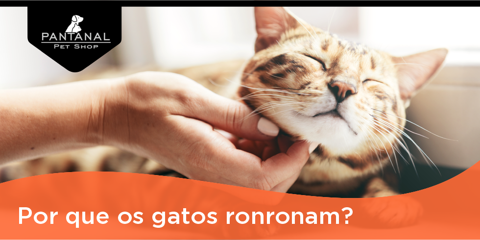 Leia mais sobre o artigo Comportamento Animal | Por Que os Gatos Ronronam?