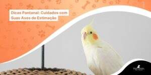 Leia mais sobre o artigo Dicas Pantanal: Cuidados com Suas Aves de Estimação