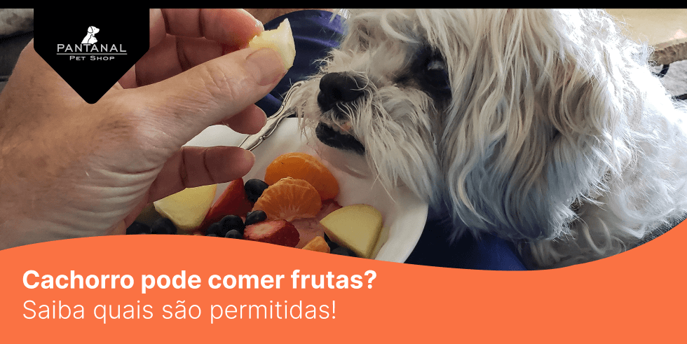 Você está visualizando atualmente Cachorro pode comer frutas? Saiba quais são saudáveis para eles!