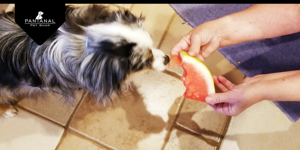 Cachorro pode comer frutas? Saiba quais são saudáveis para eles! 