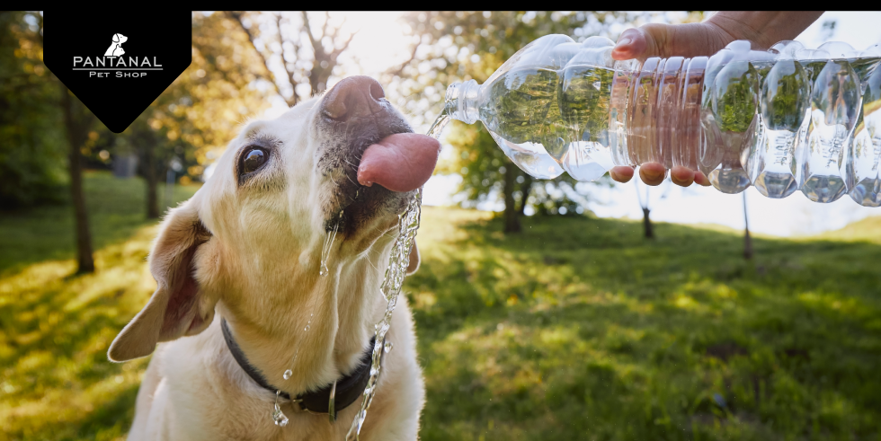 Dicas Para Seu Pet Se Hidratar Melhor: Confira 
