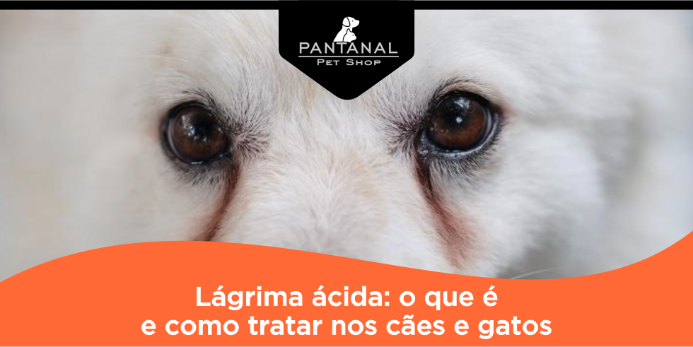 Leia mais sobre o artigo Lágrima Ácida: O Que É E Como Tratar Nos Cães E Gatos
