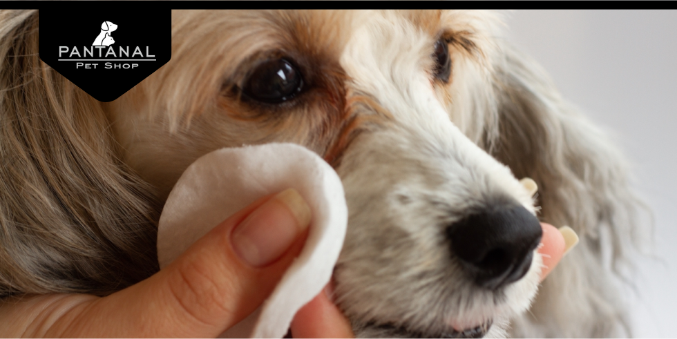 Lágrima Ácida: O Que É E Como Tratar Nos Cães E Gatos
