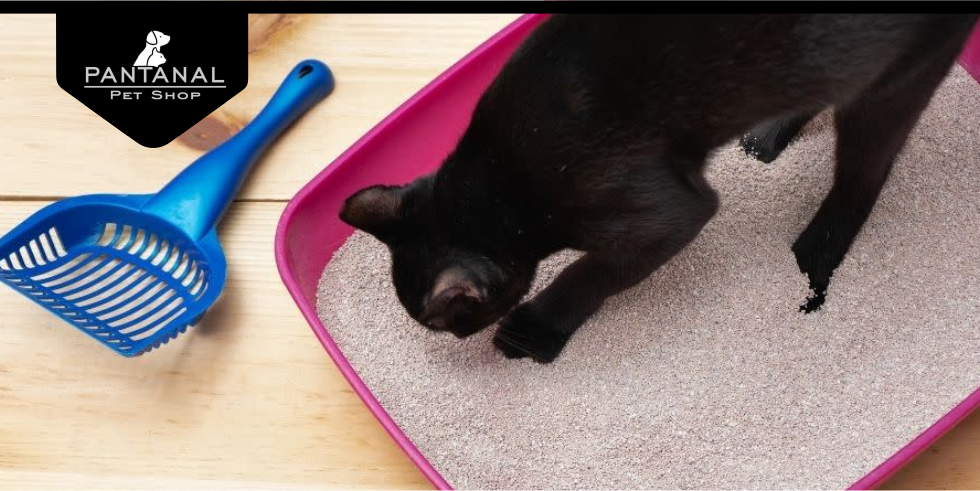 Saiba Como Cuidar da Caixa de Areia do Gato