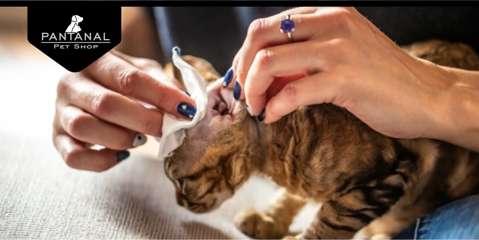 Otohematoma: O que é e Como Tratar seu Animal?