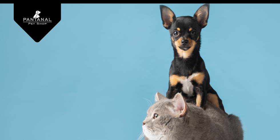 Cachorro e Gato Juntos: Como Melhorar a Convivência? 