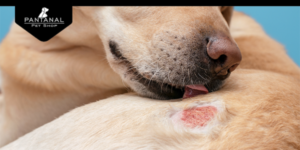 Como Proteger um Pet Alérgico? Confira os Principais Cuidados 