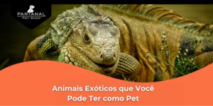Leia mais sobre o artigo Animais Exóticos que Você Pode Ter como Pet e Como Cuidar Deles