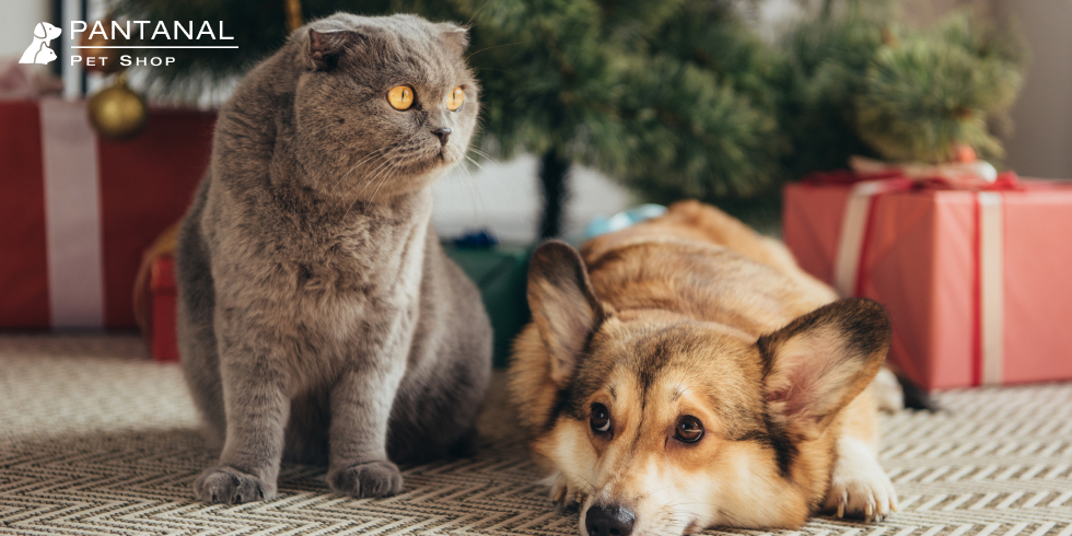 Como Oferecer o Petisco Para Cães e Gatos Sem Exagerar?