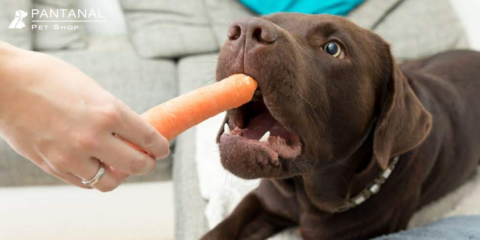 Petiscos Para Higiene Oral dos Cães: Realmente Funciona?