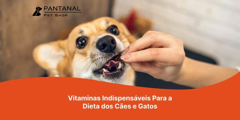 Leia mais sobre o artigo Vitaminas Indispensáveis Para a Dieta dos Cães e Gatos