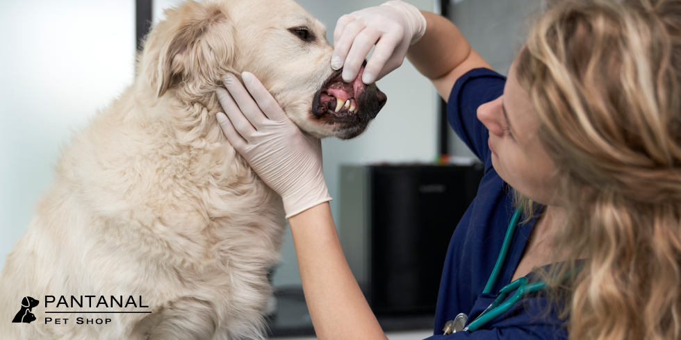 Saúde Canina: Como Tratar Pulgas e Vermes?