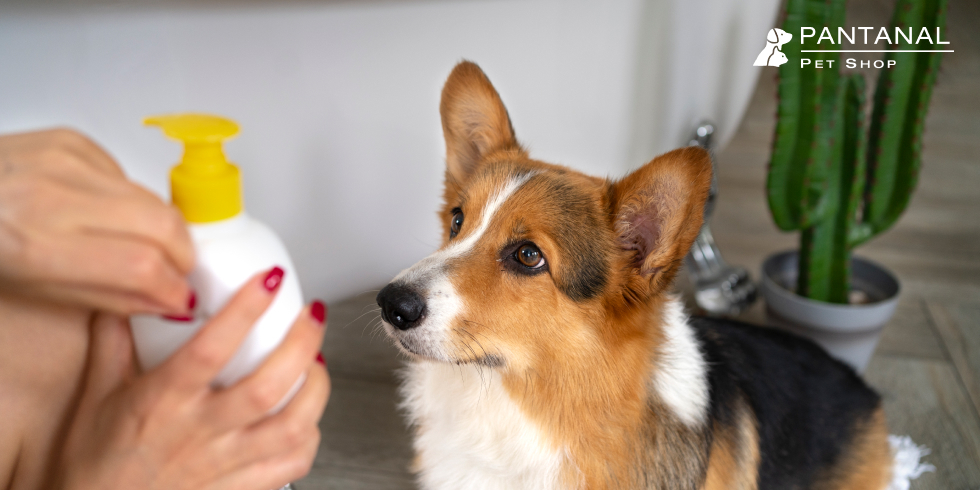 Shampoo Para Cães e Gatos: O Que Considerar?
