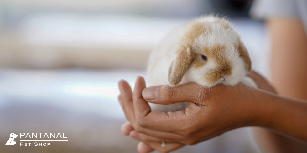 Tudo Sobre Adoção: Quais os Primeiros Cuidados ao Adotar um Bichinho?