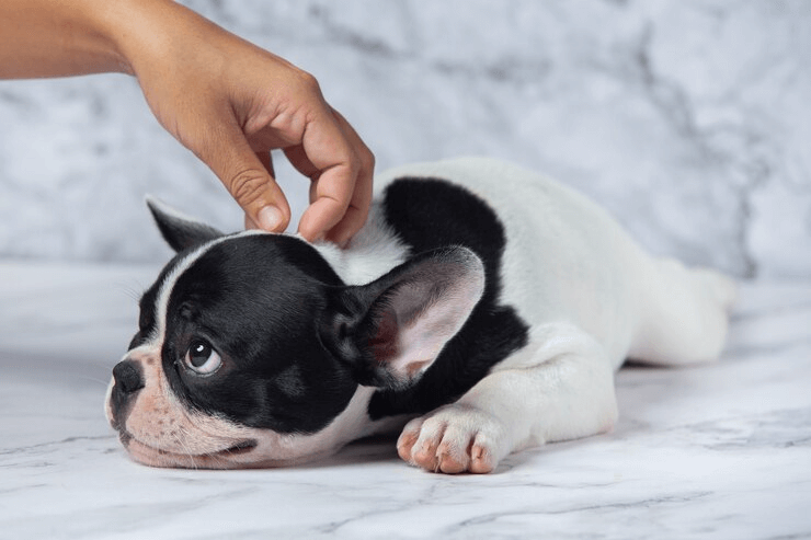 Você está visualizando atualmente Seu Pet Tem Dermatite? Saiba Como Manter os Cuidados da Pele