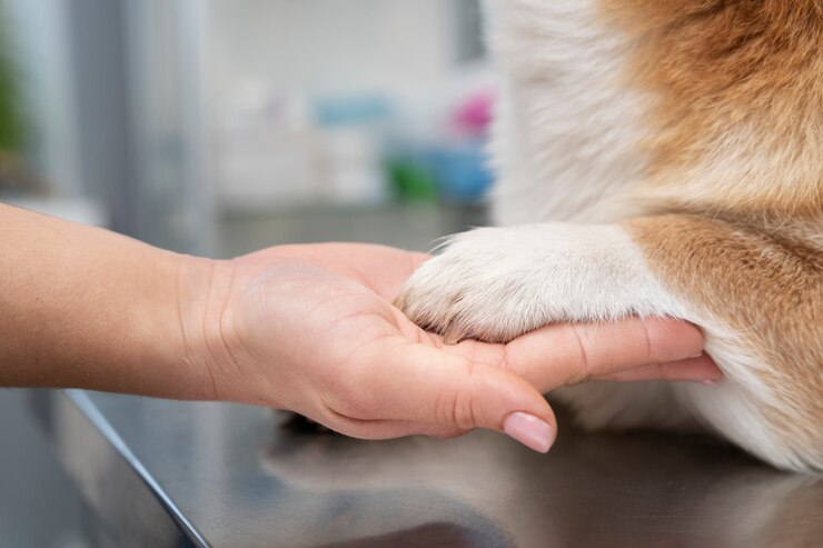 Seu Pet Tem Dermatite? Saiba Como Manter os Cuidados da Pele
