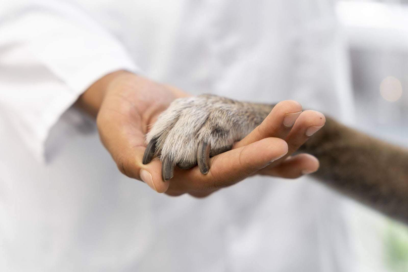 Você está visualizando atualmente Dermatite Canina Como Identificar e Tratar o Problema