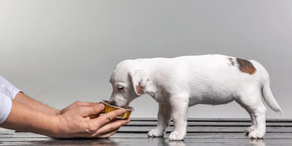 Ração Ideal para Filhotes: Como Escolher a Melhor Opção para o Seu Pet