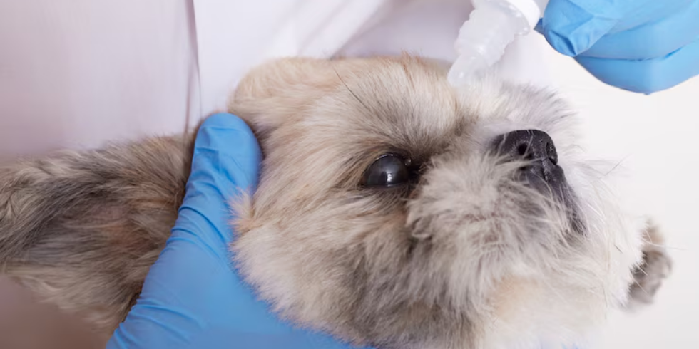 Doenças Oculares em Pets: Dicas Práticas para Prevenir Problemas de Visão