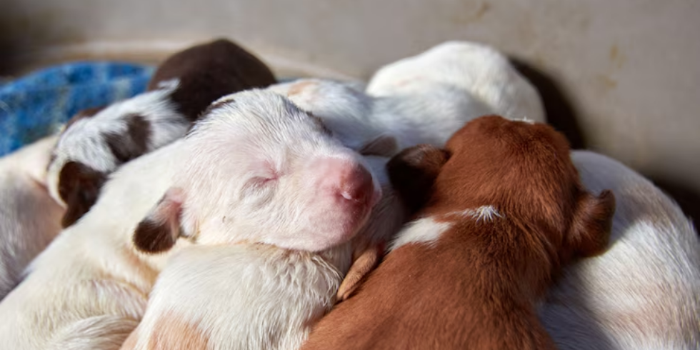 Ração Ideal para Filhotes: Como Escolher a Melhor Opção para o Seu Pet
