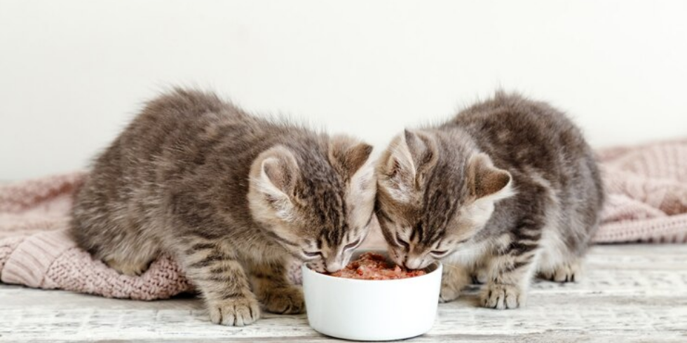 Ração Ideal para Filhotes: Como Escolher a Melhor Opção para o Seu Pet
