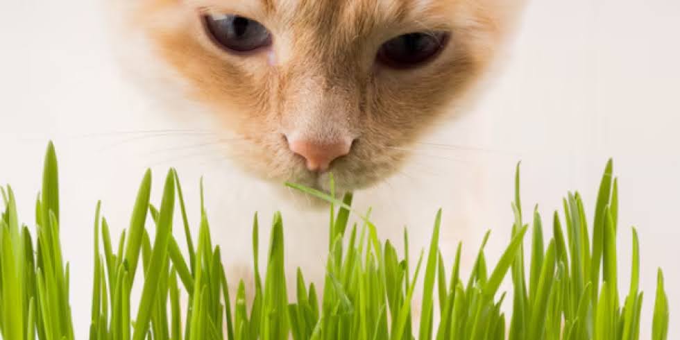 Você está visualizando atualmente Grama para gatos: benefícios e como escolher a melhor opção