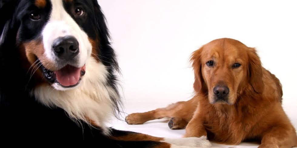 Diabetes Mellitus em pets: entenda a condição em cães e gato