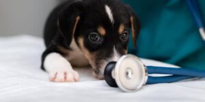 Leia mais sobre o artigo Diabetes Mellitus em pets: entenda a condição em cães e gatos