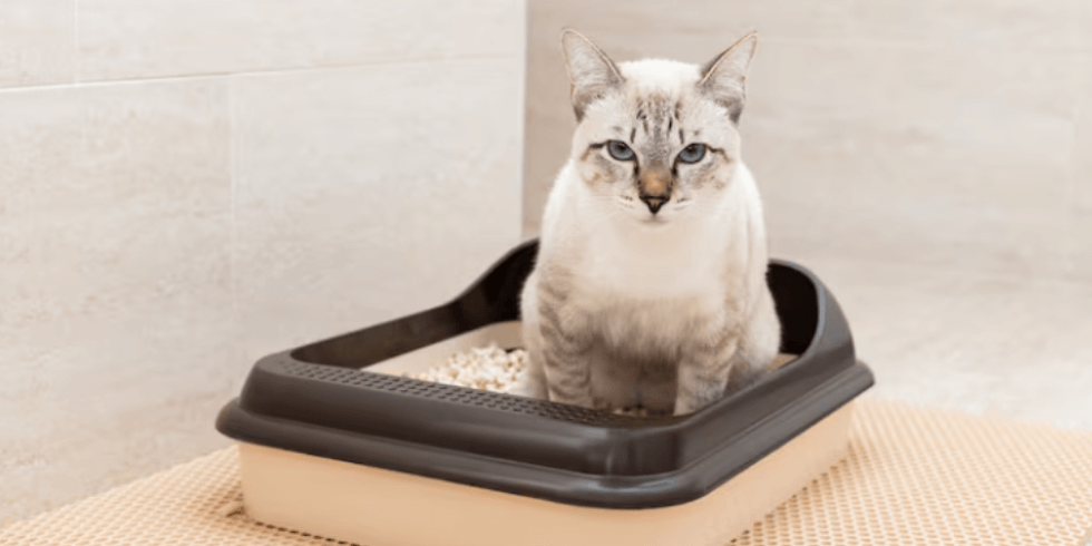 Pet Shop em Vila Velha - ES