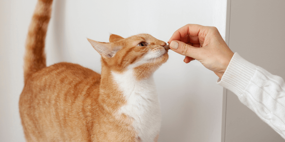 Você está visualizando atualmente Petiscos Anti Bola de Pelo: O Segredo Para Gatos Mais Saudáveis e Felizes