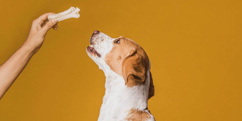 Você está visualizando atualmente Petiscos para Pets: Por Que Eles Fazem Bem para Cachorros e Gatos