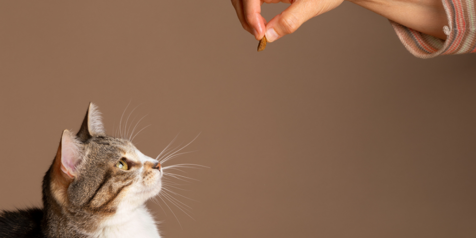 Pet Shop em Vila Velha - ES Petiscos para Pets: Por Que Eles Fazem Bem para Cachorros e Gatos