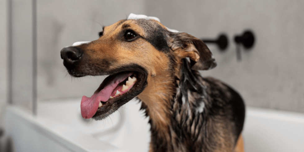 Você está visualizando atualmente Aromas, Shampoos e Perfumes: O Que Realmente é Seguro para o Seu Pet?