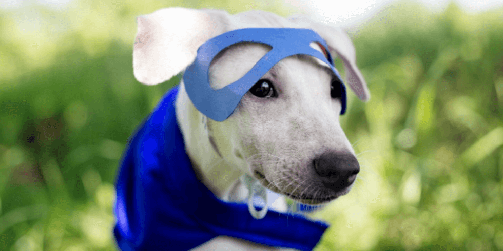 Você está visualizando atualmente Novembro Azul Pet: Como Prevenir o Câncer de Próstata no Seu Animal