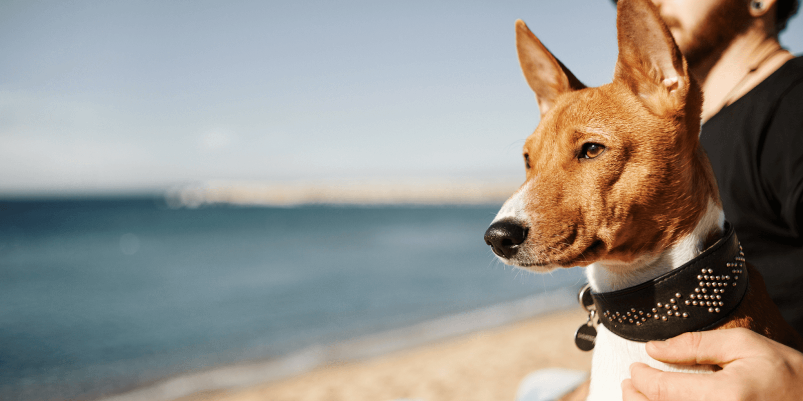 Você está visualizando atualmente Pulgas e Carrapatos no Verão: Como Prevenir Infestações