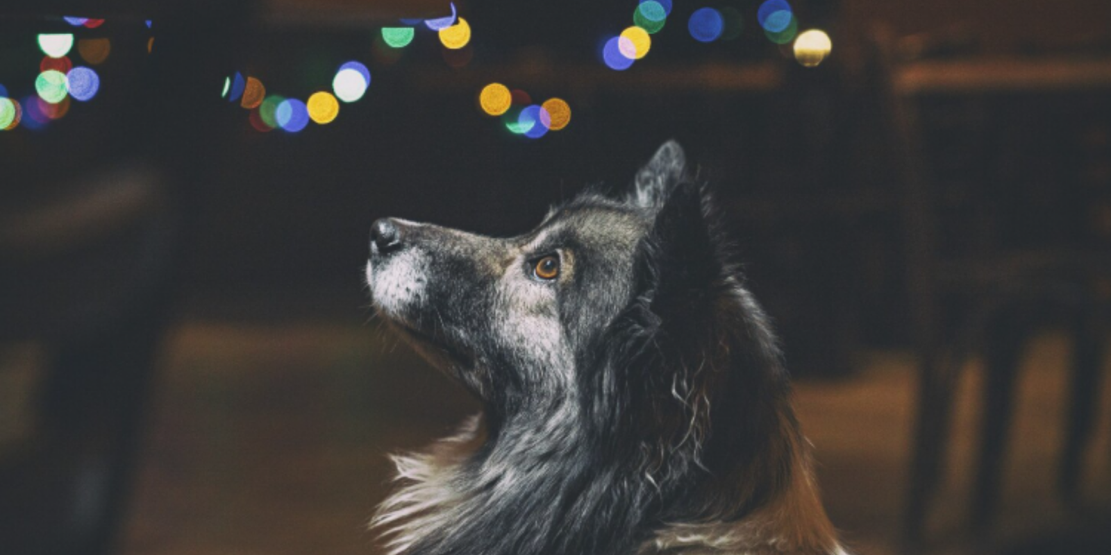 Proteja Seu Pet no Réveillon: Guia Prático Para Reduzir o Impacto dos Fogos 