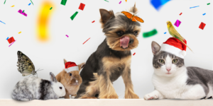 Leia mais sobre o artigo Proteja Seu Pet no Réveillon: Guia Prático Para Reduzir o Impacto dos Fogos